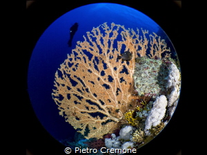 Gorgonian and diver by Pietro Cremone 